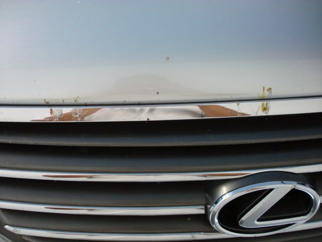 DSC02547.jpg