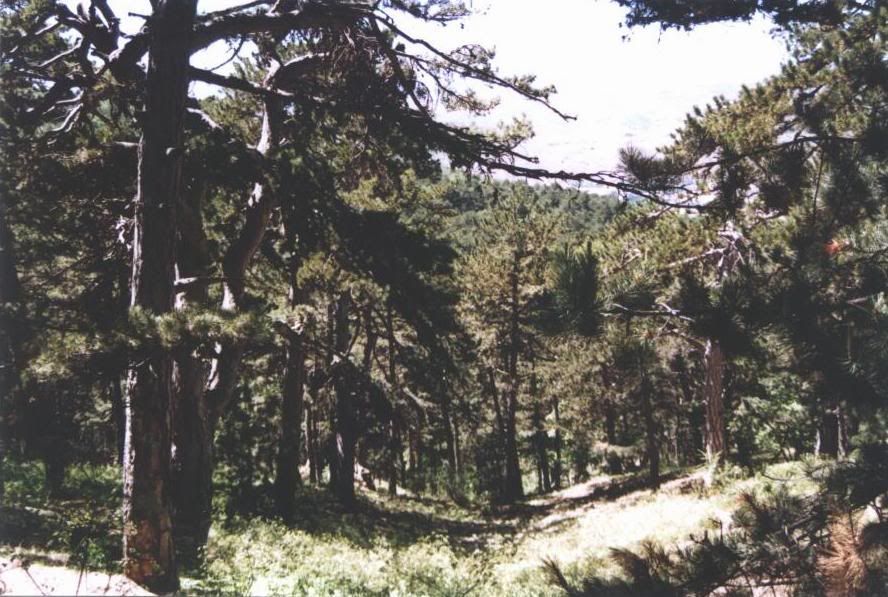 http://i135.photobucket.com/albums/q123/Ayduran/yozgat/camlik3.jpg