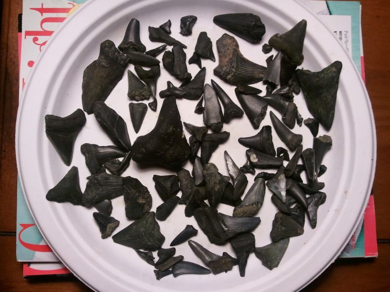 fossils.jpg