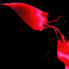 Photobucket Photobucket