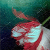 Photobucket Photobucket