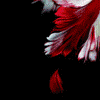 Photobucket Photobucket
