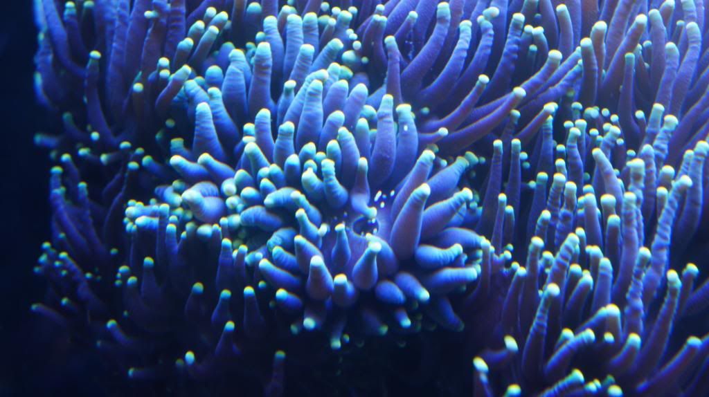 Torch coral spawning Reef Central Online Community