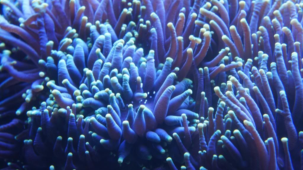 Torch coral spawning Reef Central Online Community