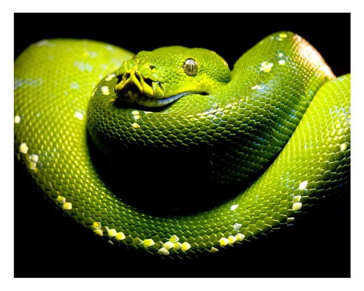 IMAGE: http://i135.photobucket.com/albums/q127/jefflanga/snakesnake_resize.jpg