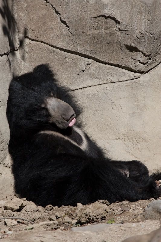 IMAGE: http://i135.photobucket.com/albums/q127/stricksv/Bear-1.jpg