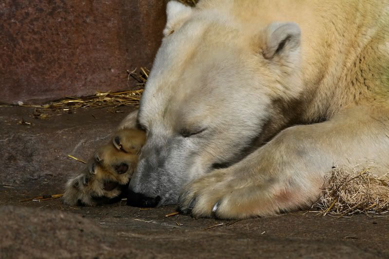 IMAGE: http://i135.photobucket.com/albums/q127/stricksv/PolarBear-6.jpg