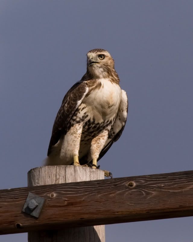 IMAGE: http://i135.photobucket.com/albums/q127/stricksv/Red-tailedHawk-1.jpg