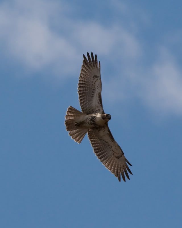 IMAGE: http://i135.photobucket.com/albums/q127/stricksv/Red-tailedHawk-4.jpg