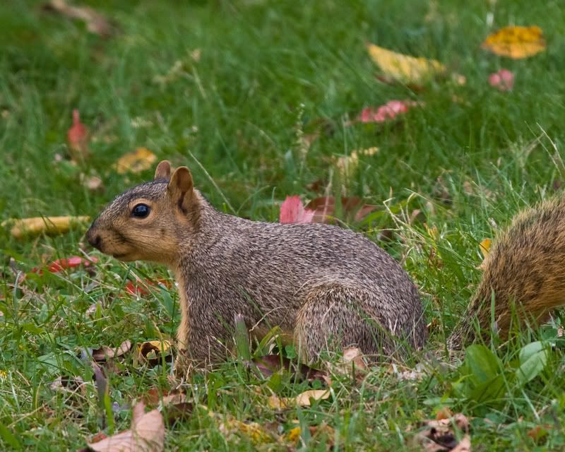 IMAGE: http://i135.photobucket.com/albums/q127/stricksv/Squirrel-2225.jpg