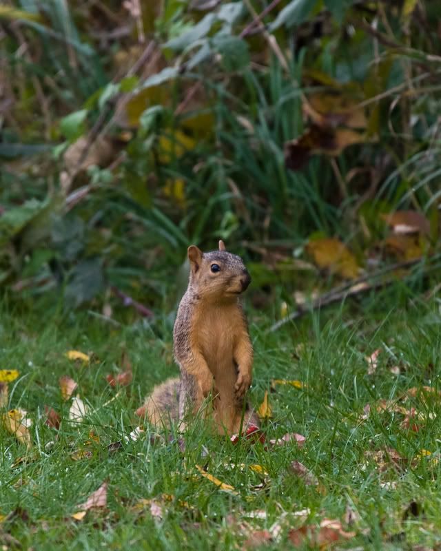 IMAGE: http://i135.photobucket.com/albums/q127/stricksv/Squirrel-2230.jpg