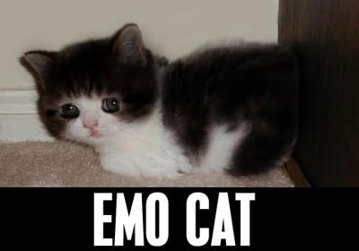 Forum Image: http://i135.photobucket.com/albums/q128/JoanneQ_Photos/emocat.jpg