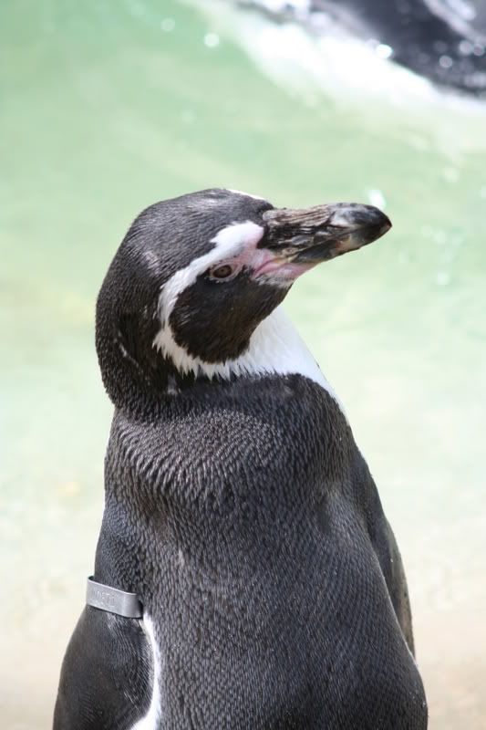 IMAGE: http://i135.photobucket.com/albums/q129/cscottmcqueen/250806109.jpg