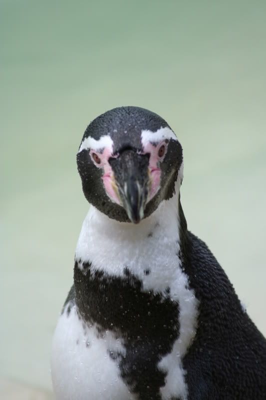 IMAGE: http://i135.photobucket.com/albums/q129/cscottmcqueen/250806113.jpg