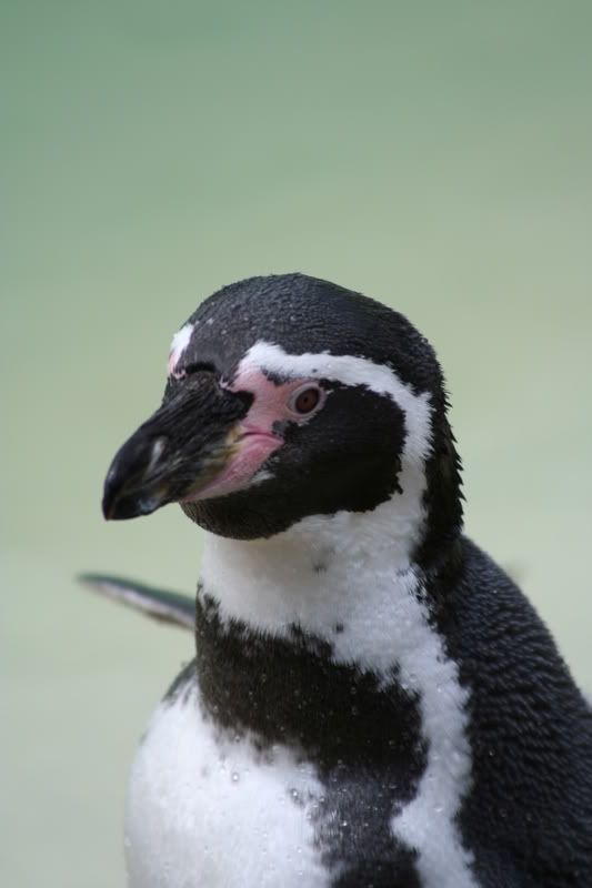 IMAGE: http://i135.photobucket.com/albums/q129/cscottmcqueen/250806121.jpg