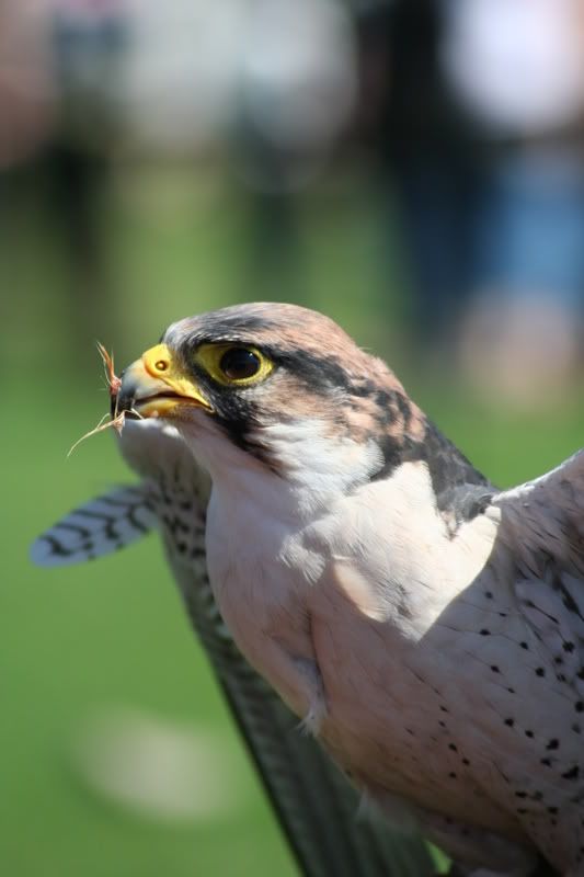 IMAGE: http://i135.photobucket.com/albums/q129/cscottmcqueen/250806348.jpg