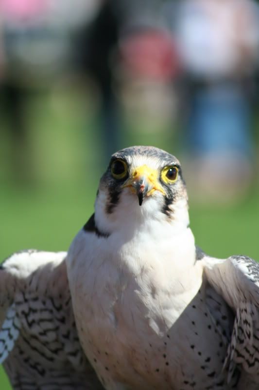 IMAGE: http://i135.photobucket.com/albums/q129/cscottmcqueen/250806350.jpg