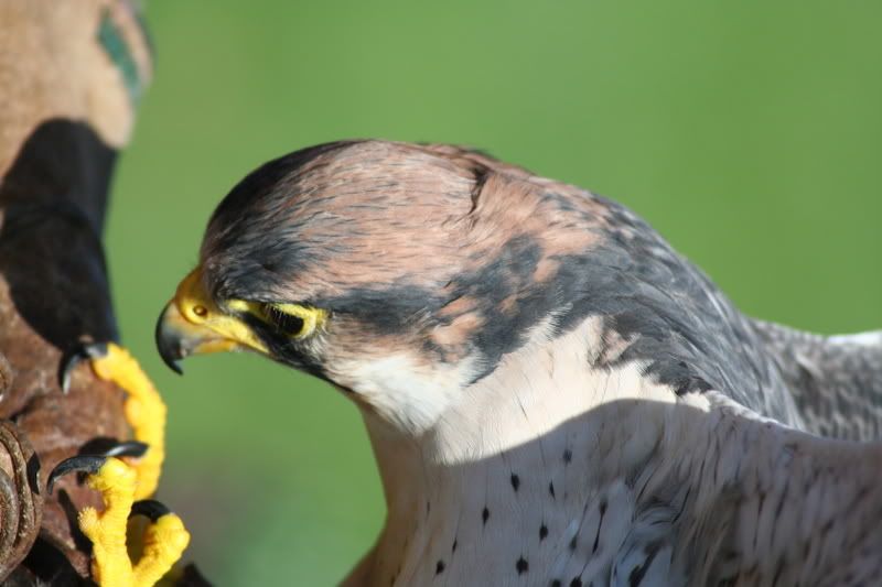 IMAGE: http://i135.photobucket.com/albums/q129/cscottmcqueen/250806355.jpg