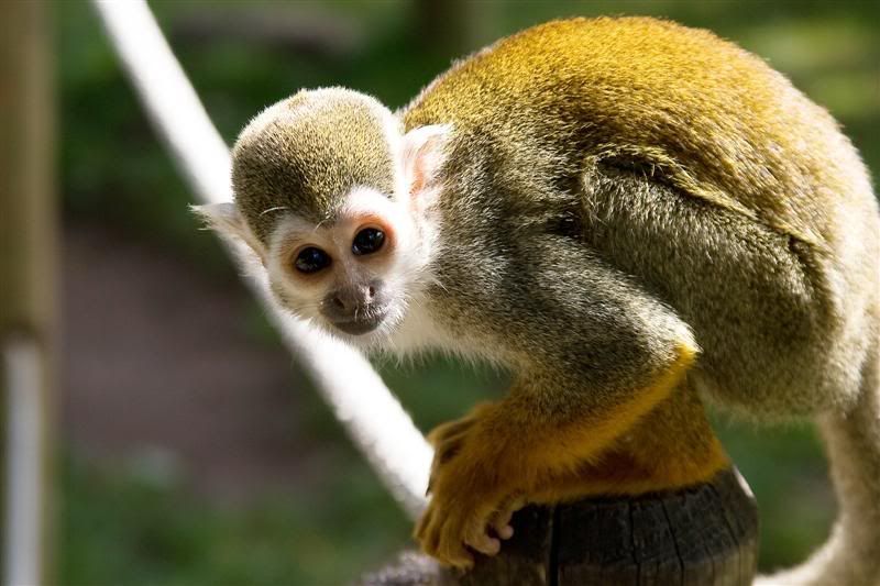 IMAGE: http://i135.photobucket.com/albums/q129/cscottmcqueen/CSM_0260Medium.jpg