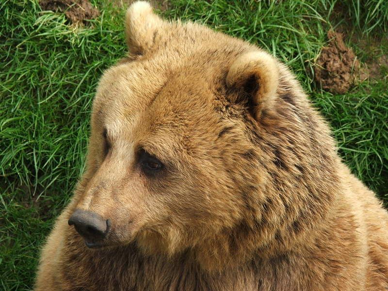 IMAGE: http://i135.photobucket.com/albums/q129/cscottmcqueen/DSCF0379.jpg