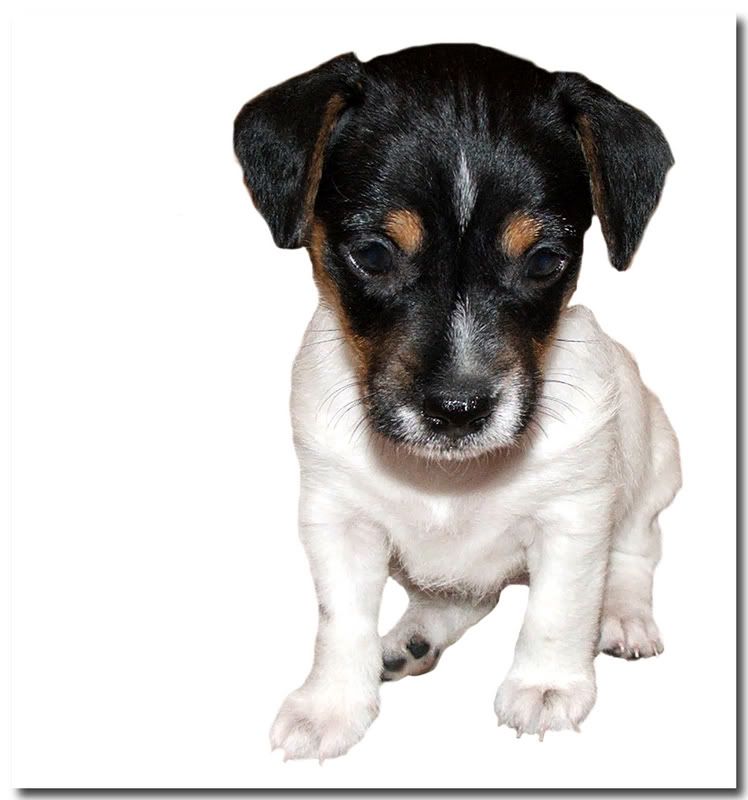 IMAGE: http://i135.photobucket.com/albums/q129/cscottmcqueen/bella2.jpg