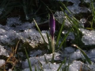 crocus in the snow Pictures, Images and Photos