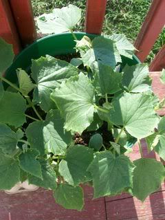 Cucumber Plant