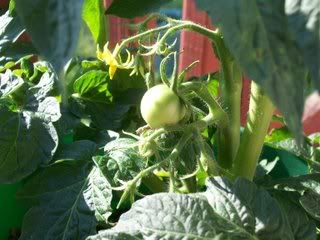 Tomato Plant # 1