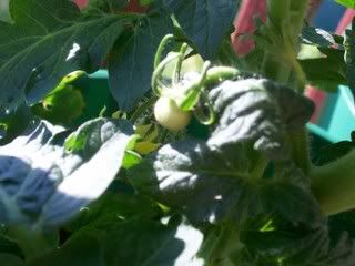 Tomato Plant # 2