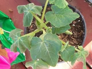 Squash Plant