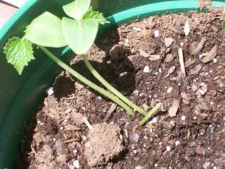 cucumber plant