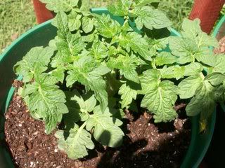 tomato plant