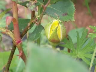 Yellow Rose Bud