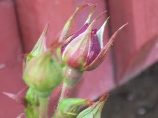 Red Rose Bud