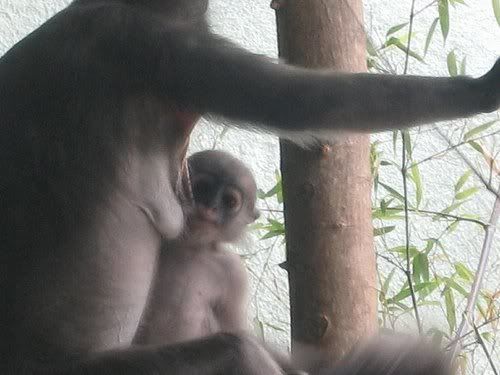 Monkey_Breastfeeding.jpg
