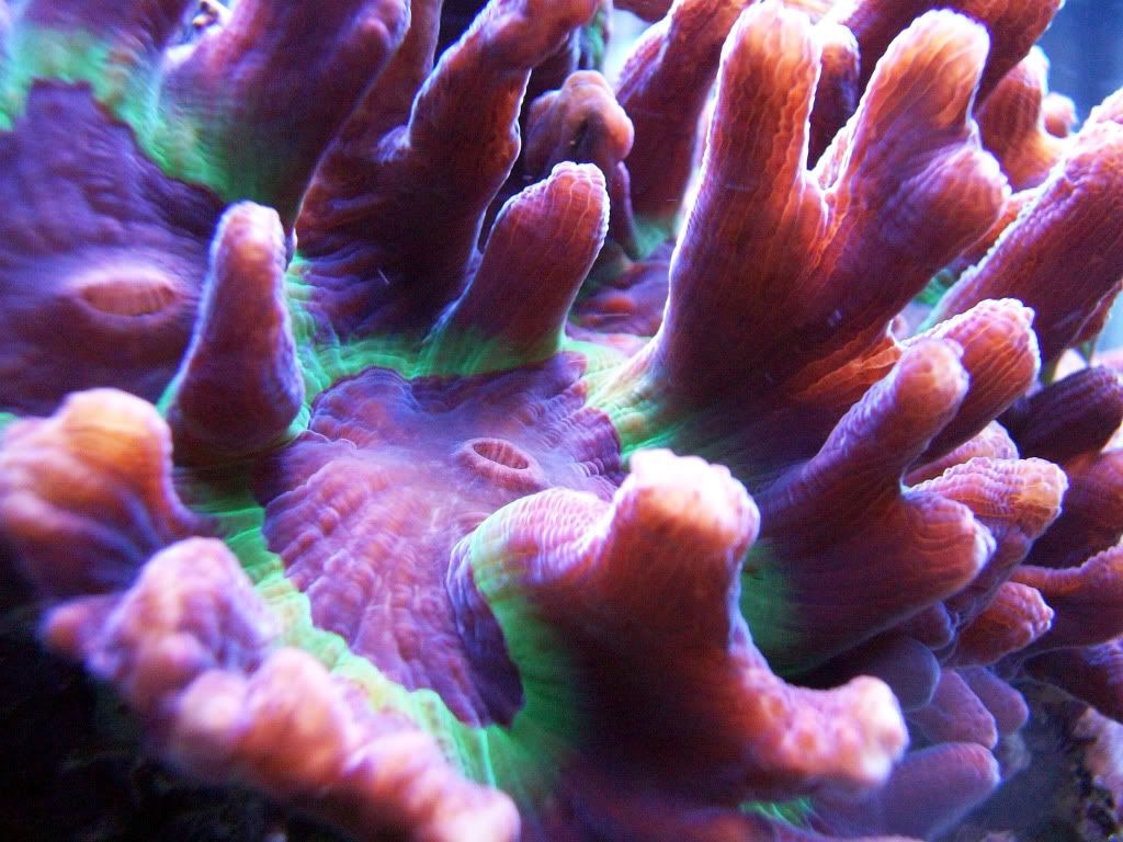 Calling any Pectinia experts out there... Reef Central Online Community