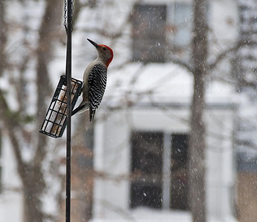 IMAGE: http://i135.photobucket.com/albums/q136/mikee30325/_MG_5811_zpsebd00d6e.jpg