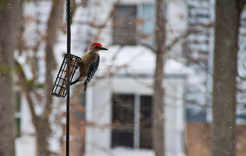 IMAGE: http://i135.photobucket.com/albums/q136/mikee30325/_MG_5819SM_zps0b09d6d5.jpg