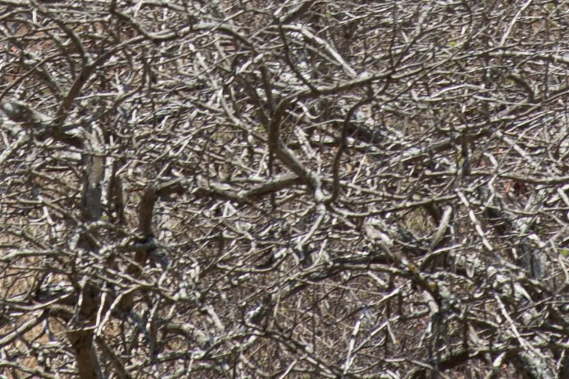 IMAGE: http://i135.photobucket.com/albums/q139/jmcphotography_2007/S73C5470-2.jpg