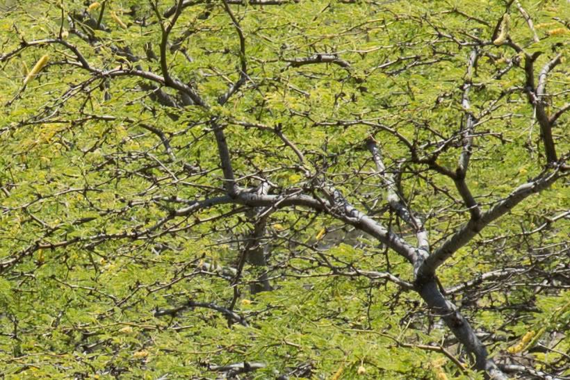 IMAGE: http://i135.photobucket.com/albums/q139/jmcphotography_2007/S73C5473-2.jpg