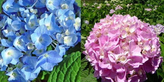 Blue and Pink Hydrangeas