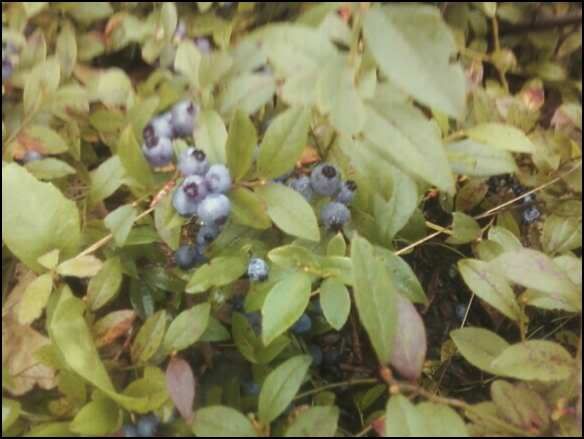 blueberries.jpg