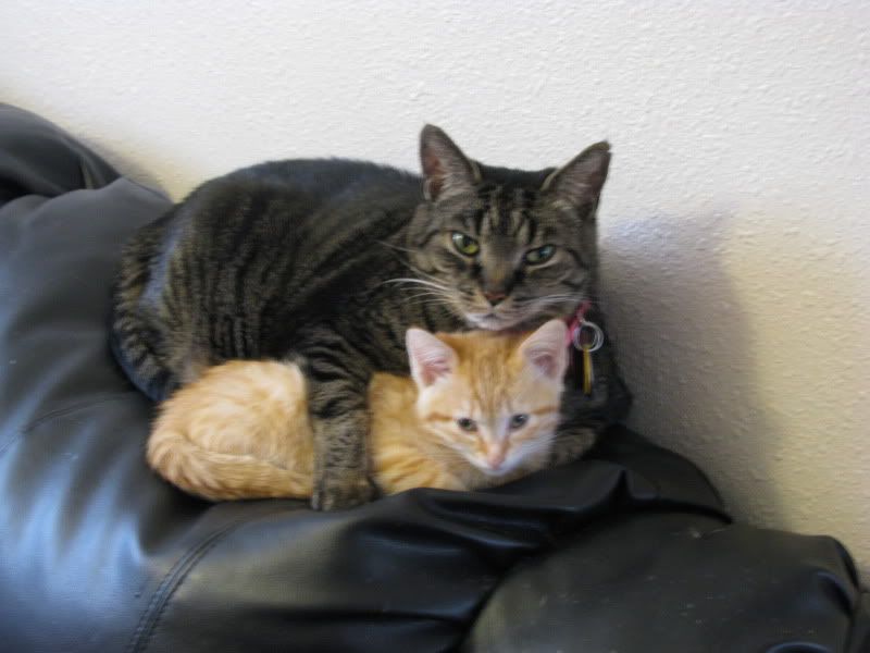 hugs.jpg corrine and the kitten getting along image by babyk625