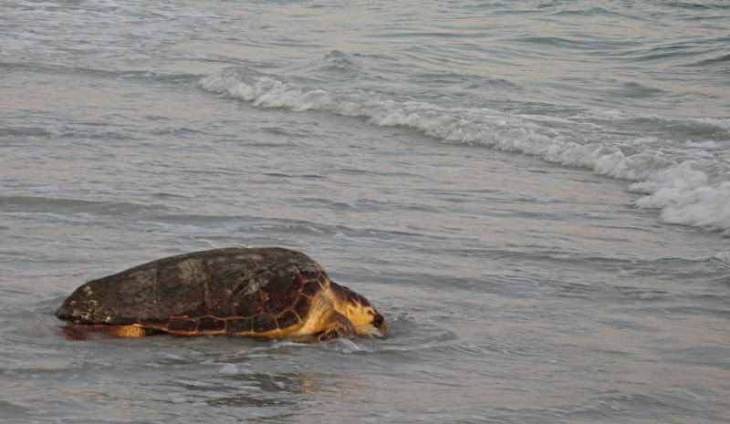 Sanibel Island loggerhead Pictures, Images and Photos