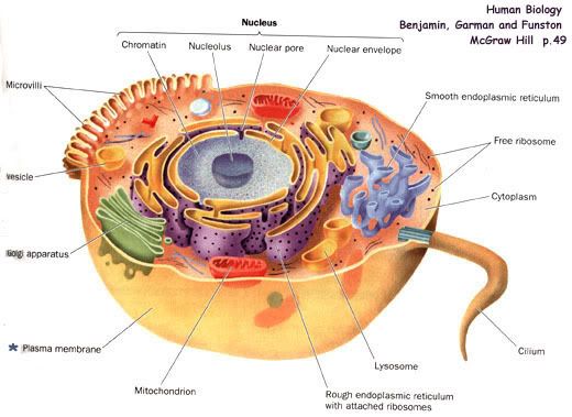 human cell diagram form