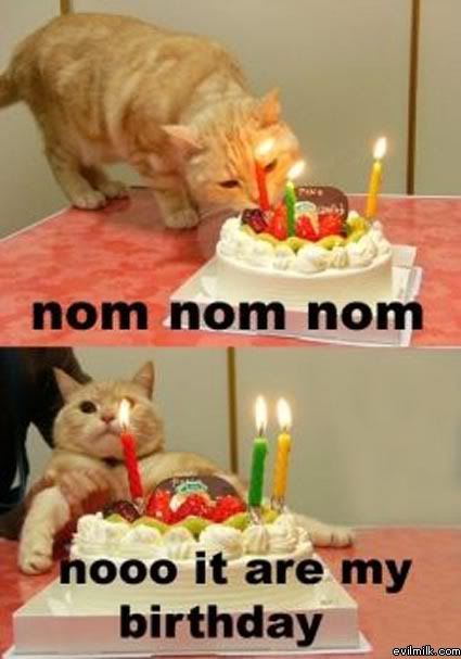 Birthday_Cat.jpg