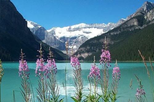 [http://i135.photobucket.com/albums/q145/dynamic_cast/Flowers_on_Lake_Louise.jpg]