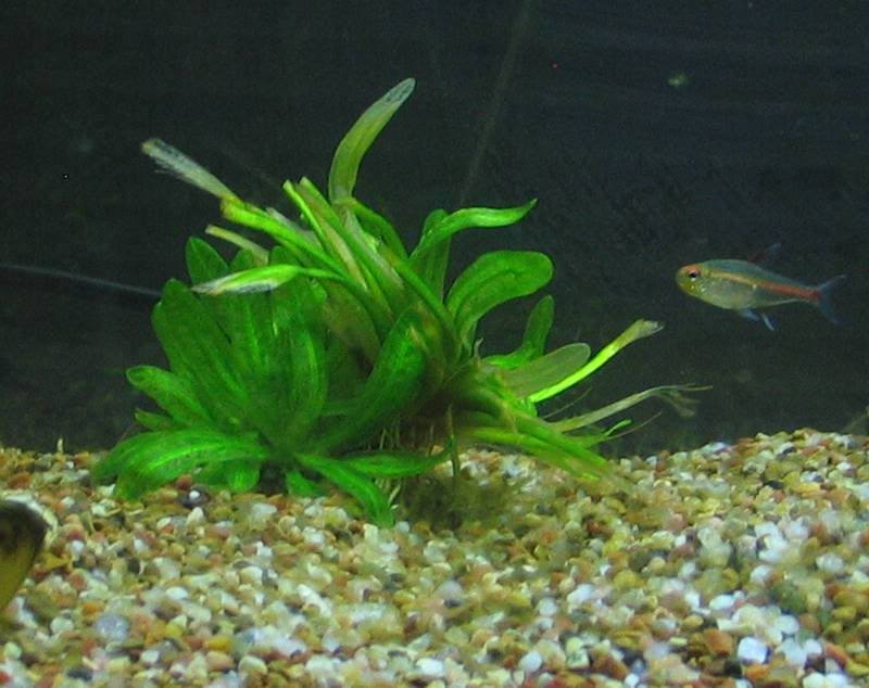 aquarium plants after cutting off dead leaves Pictures, Images and Photos