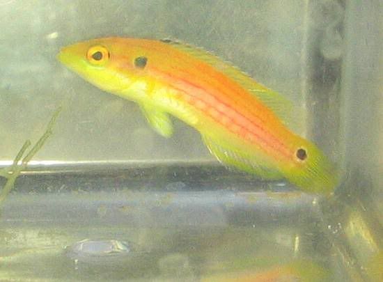 Yellow Hogfish