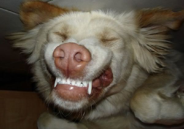 dog-teeth.jpg